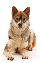 Husky-cross dog portrait.