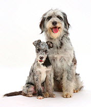 Blue merle Cadoodle and mutt pup.