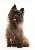 Black Cairn Terrier, sitting with tongue out.