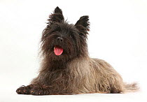 Black Cairn Terrier, lying down with tongue out.