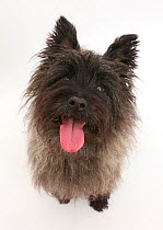 Black cairn terrier sitting, looking up with tongue out.