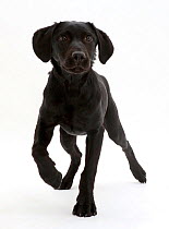 Black Labrador dog, age 6 months, walking.