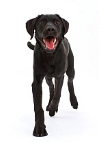 Black Labrador dog, age 6 months, trotting.