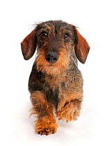 Wire haired Dachshund walking towards camera.
