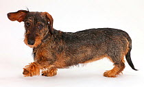 Wire haired Dachshund walking across.