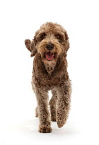 RF - Labradoodle running. (This image may be licensed either as rights managed or royalty free.)