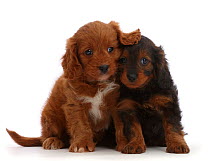 RF - Cavapoo puppies, 7 weeks sitting side by side. (This image may be licensed either as rights managed or royalty free.)