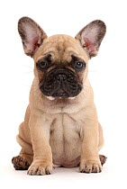 RF - French bulldog puppy, 7 weeks, sitting. (This image may be licensed either as rights managed or royalty free.)