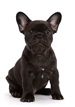 RF - French Bulldog puppy, age 6 weeks, sitting. (This image may be licensed either as rights managed or royalty free.)