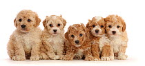 RF - Five Cavapoochon puppies, age 6 weeks, sitting in a line (This image may be licensed either as rights managed or royalty free.)