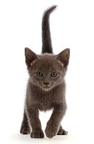 RF - Blue British shorthair kitten, walking. (This image may be licensed either as rights managed or royalty free.)