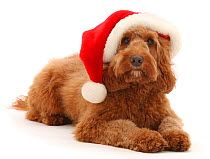 RF - Australian Labradoodle wearing a Father Christmas hat. (This image may be licensed either as rights managed or royalty free.)