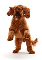 RF - Australian Labradoodle, pouncing playfully. (This image may be licensed either as rights managed or royalty free.)