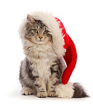 RF - Silver tabby cat, Freya, age 5 months, wearing a Father Christmas hat. (This image may be licensed either as rights managed or royalty free.)