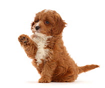 RF - Cavapoo puppy sitting with raised paw. (This image may be licensed either as rights managed or royalty free.)