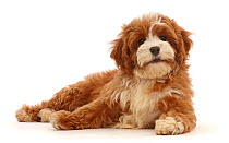 RF - Cavapoo puppy lying head up. (This image may be licensed either as rights managed or royalty free.)