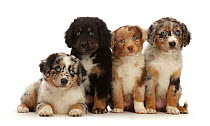 RF - Four merle Mini American Shepherd puppies. (This image may be licensed either as rights managed or royalty free.)