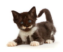 RF - Black-and-white kitten with mustache like markings. (This image may be licensed either as rights managed or royalty free.)