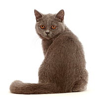 RF - Blue British Shorthair kitten, looking over shoulder. (This image may be licensed either as rights managed or royalty free.)