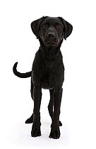 RF - Black Labrador dog, age 6 months, standing. (This image may be licensed either as rights managed or royalty free.)