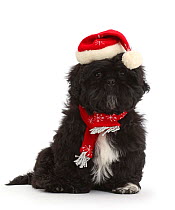 RF - Black Shih-tzu wearing Father Christmas hat and scarf. (This image may be licensed either as rights managed or royalty free.)