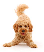 RF - Cavapoo dog, Monty, 10 months, in play-bow stance. (This image may be licensed either as rights managed or royalty free.)