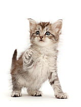RF - Silver tabby kitten with raised paw. (This image may be licensed either as rights managed or royalty free.)