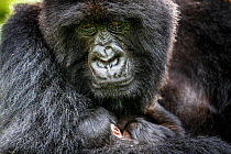 Mountain gorilla (Gorilla beringei beringei) female with baby, portrait. Volcanoes National Park, Rwanda.