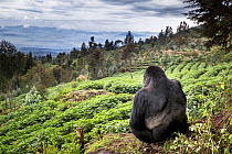 Mountain gorilla (Gorilla beringei beringei) silverback sitting on boundary wall between Volcanoes National Park and a Potato crop, looking into valley. Area to be restored to forest. Rwanda.