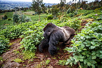 Mountain gorilla (Gorilla beringei beringei) silverback exploring Potato crop, outside Volcanoes National Park, Rwanda.