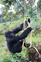 Mountain gorilla (Gorilla beringei beringei) juvenile feeding on Eucalyptus tree gum, outside Volcanoes National Park, Rwanda.