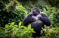Mountain gorilla (Gorilla beringei beringei) blackback, juvenile male demonstrating power. Volcanoes National Park, Rwanda.