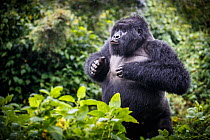 Mountain gorilla (Gorilla beringei beringei) blackback, juvenile male demonstrating power. Volcanoes National Park, Rwanda.