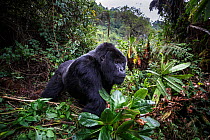Mountain gorilla (Gorilla beringei beringei), dominant silverback  in forest clearing. Volcanoes National Park, Rwanda.
