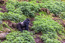 Mountain gorilla (Gorilla beringei beringei), silverback exploring potato crops on farmland adjacent to Volcanoes National Park, Rwanda.