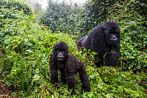 Mountain gorilla (Gorilla beringei beringei), silverback and juvenile son. Volcanoes National Park. Rwanda.