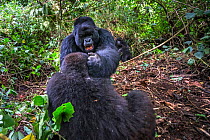 Mountain gorilla (Gorilla gorilla beringei), two males, silverback fighting a blackback. Volcanoes National Park. Rwanda.