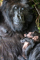 Mountain gorilla (Gorilla gorilla beringei), newborn 10 day old baby asleep in mother&#39;s arms, portrait. Volcanoes National Park. Rwanda.