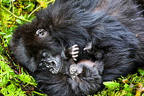 Mountain gorilla (Gorilla gorilla beringei), female asleep with baby. Volcanoes National Park, Rwanda.