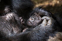 Mountain gorilla (Gorilla gorilla beringei), baby in arms of mother. Volcanoes National Park. Rwanda.