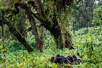 Mountain gorilla (Gorilla gorilla beringei), group relaxing. Volcanoes National Park, Rwanda.