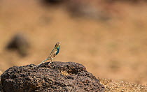 Superb Fan-throated Lizard (Sarada superba), male walking on its hind legs displaying dewlap. Chalkewadi Plateau, Maharashtra, India. Sequence 1/2