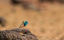 Superb fan-throated lizard (Sarada superba) male displaying dewlap, Chalkewadi Plateau, Maharashtra, India,. Sequence 2/2