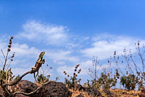 Superb fan-throated lizard (Sarada superba) male, Chalkewadi Plateau, Maharashtra, India