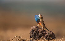 Superb fan-throated Lizard (Sarada superba, ) with its dewlap displayed. Chalkewadi Plateau, Maharashtra, India