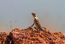 Superb Fan-throated Lizard (Sarada superba) female shedding old skin. Chalkewadi Plateau, Maharashtra, India