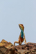 Superb fan-throated lizard (Sarada superba) displaying dewlap, Chalkewadi Plateau, Maharashtra, India