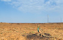 Superb fan-throated lizard (Sarada superba) displaying dewlap, with wind turbines behind, Chalkewadi Plateau, Maharashtra, India
