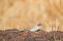 Superb Fan-throated Lizard (Sarada superba) male shedding old skin. Chalkewadi Plateau, Maharashtra, India