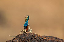 Superb fan-throated lizard (Sarada superba) male displaying dewlap, Chalkewadi Plateau, Maharashtra, India